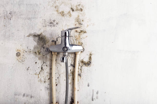 Whitesboro, TX Mold Removal Company
